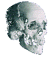 Bouncing animated skull